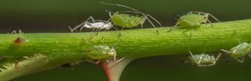  Insekty na różach