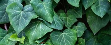 Plant verzorgen – Klimop snoeien - I Love My Garden