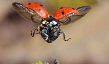 Les points des coccinelles indiquent-ils leur âge ?