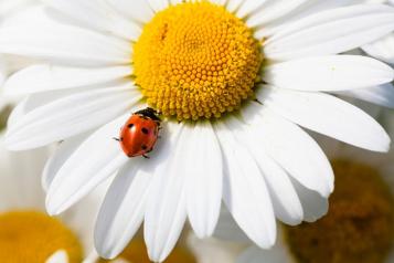 Comment reconnaître la larve et l'adulte de coccinelle à 7 points ?