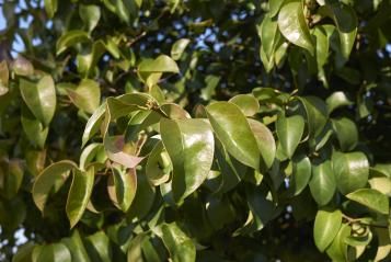 le-troene-ligustrum