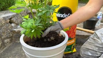 Peat free compost