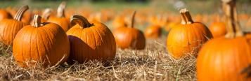 October planting and harvesting guide