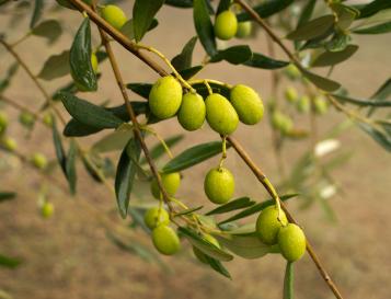 olives