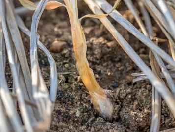 Onion white rot on garlic