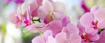 Tailler une orchidée – Phalaenopsis en Dendrobium - I Love My Garden