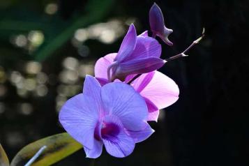 Growing Orchids