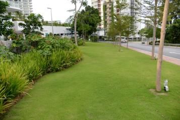 How to create the perfect lawn