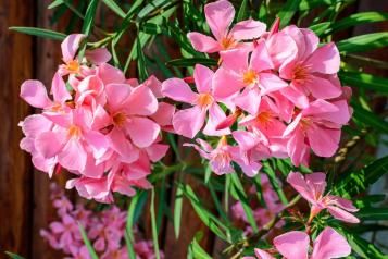 Image for Oleander