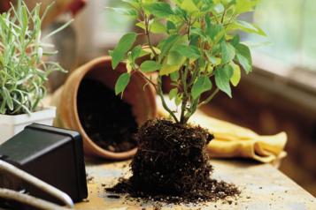 Plantas interior