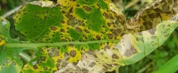 Reconnaître les 8 maladies des plantes les plus courantes - I Love My Garden