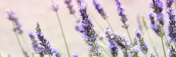 Plants Proven To Help Your Quality Of Sleep