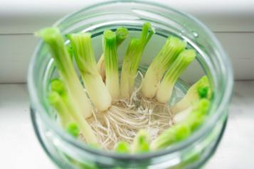 regrow spring onions