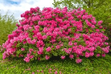 Rhododenderons