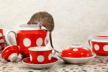How can rodents be controlled at home