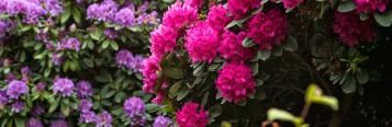  Rododendrony - ochrona przed zimą