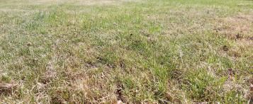 Grasmat met rosse plekken naar aanleiding van de droogte