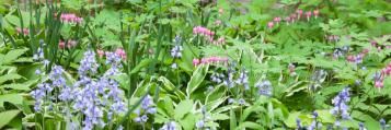 Schaduwplanten in de tuin