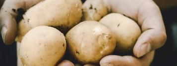 Potatis