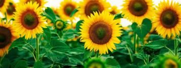 solros