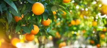 Tout savoir sur les agrumes 
