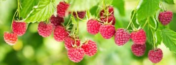 Des super aliments du jardin