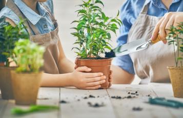 Rempoter les plantes de la maison