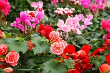 rosier