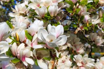 Culture du magnolia
