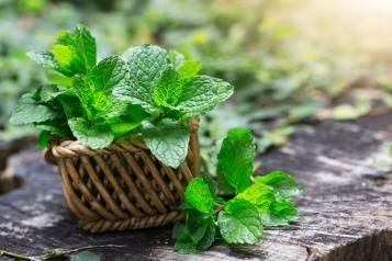 menthe