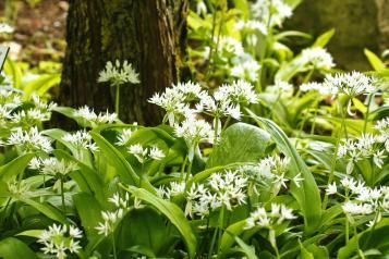 A guide to edible weeds
