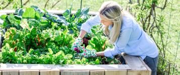 carré potager