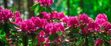 hoe rododendron snoeien