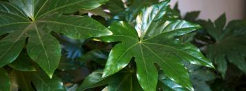 vingerplant