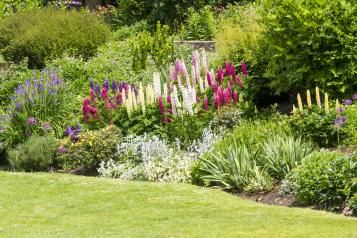 plantes