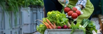 Growing your own at home