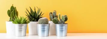 comment soigner des cactées