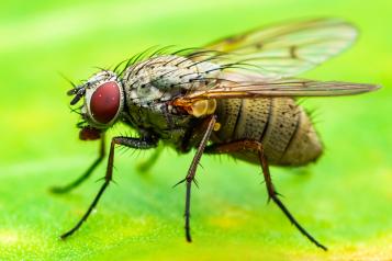 mouche