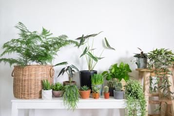 Indoor gardening