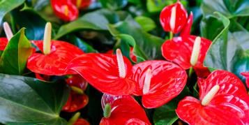 Quelles astuces pour entretenir son anthurium ?