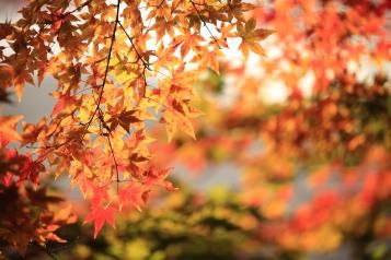 Autumn wildlife | David Domoney | Miracle-Gro
