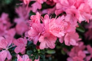 Specialist plant care | David Domoney | Miracle-Gro