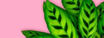 calathea