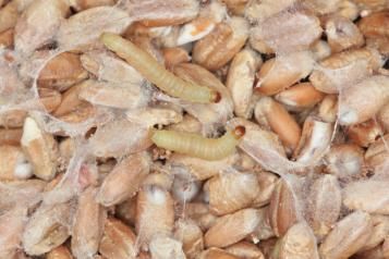 mite alimentaire