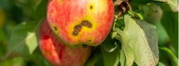 ziektes appelboom perenboom