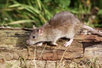 Le rat d'égout, rat des champs ou surmulot, un rongeur peu apprécié