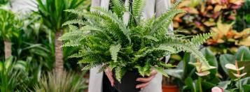 choisir des plantes vertes