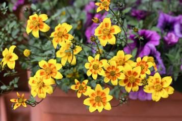 Les plantes en pot ou el pleine terre résistantes au soleil