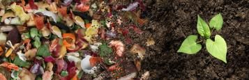 Compost naturel