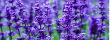 siersalie salie in de tuin